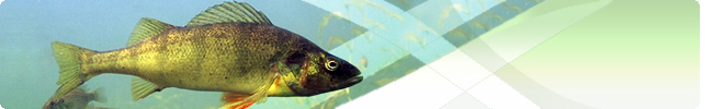 A fish / Un poisson